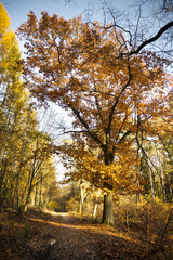 Natural monument, large tree in the forest, autumn.
