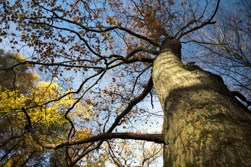 Natural monument, large tree in the forest, autumn.
