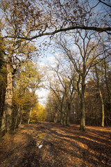 A forest road in autumn. The trees are shedding their leaves. Perfect weather for an autumn walk in the woods.
