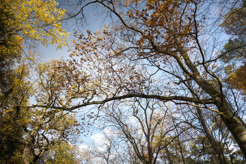Yellow autumn leaves falling from the tree branches in the forest.
