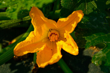 Fototapeta premium Mrówki w żółtym kwiecie cukinii, Cucurbita pepo, mrówki w kwiecie cukinii, ants inside a yellow zucchini flower, ants in zucchini flower, detail of bugs on yellow flower 