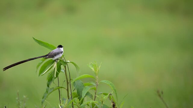 Majestic Fork-tailed Flycatcher (Tyrannus savana), known for its unmistakable, dramatic long tail.