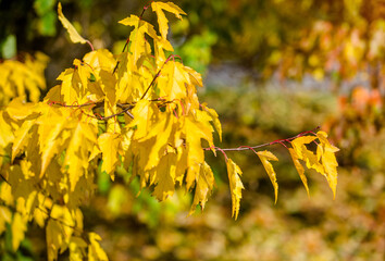 Autumn background-yellow leaves in the city Park