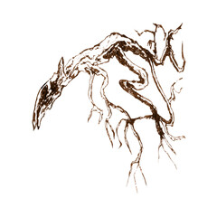 
Detailed brown ink sketch of twisted tree roots. Abstract brown ink illustration of a tree root system with organic twisting lines and detailed branching pattern on white background
