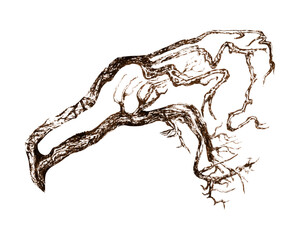 
Detailed brown ink sketch of twisted tree roots. Abstract brown ink illustration of a tree root system with organic twisting lines and detailed branching pattern on white background
