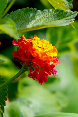 Vertical close-up of Lantana camara flower cluster. Inflorescence showing red, orange, and yellow tones. Light green background with shallow depth of field (bokeh).