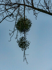 Misteln auf einem Baum im Herbst