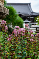 鎌倉251022　本覚寺1　秋雨の風景
