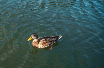 A beautiful duck is swimming in the lake