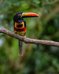 A colorful toucan with a large beak perched on a tropical tree branch in the rainforest