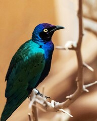A beautiful, colorful lilac breasted roller and a blue kingfisher perched on a green branch are striking examples of tropical wildlife