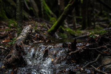 Stream flowing through forest floor after rain