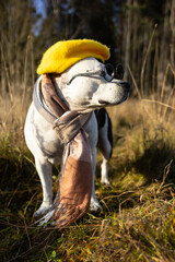 An American Amstaff in a yellow beret and a checkered scarf sits on the grass surrounded by autumn foliage.