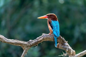 A lilac-breasted roller and a colorful kingfisher perch on a wild branch, showcasing the beautiful blue and green feathers of these nature and wildlife birds