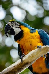 A colorful blue and yellow macaw, or blue and gold macaw, is a tropical bird with a strong beak and gold feathers