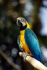 A beautiful blue and yellow macaw with a colorful beak and gold feathers is a wild exotic tropical bird