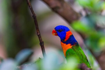 A colorful red and green parrot with a beak is a beautiful tropical bird on a branch