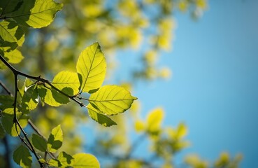 Obraz premium Yellow leaves on branch against blue sky in Stockholm Sweden. Green foliage in sunlight. Scenic leaf texture of branches. Fresh eco foliage on tree crowns during a sunny spring day.