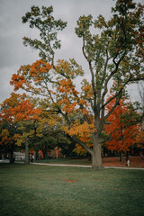 Naklejka premium Autumn trees and fallen leaves in High Park, Toronto, Canada