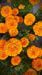 Cempasúchil flor México Día de Muertos 2 de Noviembre