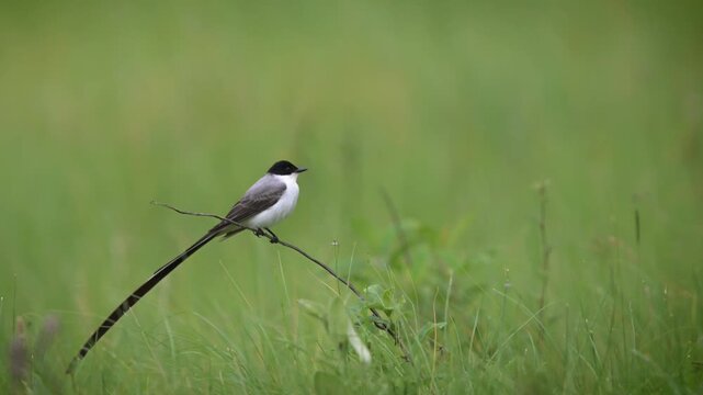 Majestic Fork-tailed Flycatcher (Tyrannus savana), known for its unmistakable, dramatic long tail.