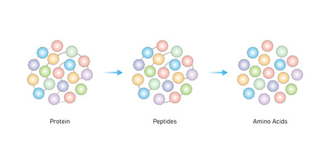 Protein Formation Science Design. Converting Amino Acids into Protein . Vector Illustration.