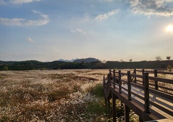 Obraz premium Autumn Reed Field at Sunset,Autumn Reed Field at Sunset – Warm Golden Sky and Peaceful Path Description: A warm autumn sunset shines over a field of silver grass and a wooden path. Perfect for nature,