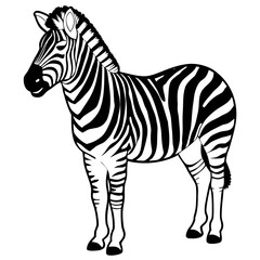 zebra vector illustration