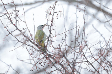 厳冬の日々僅かに残された赤い実をついばむヤマゲラ