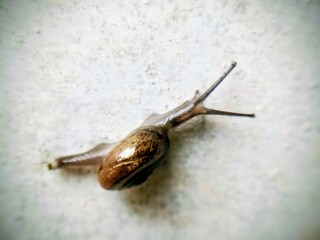macro bush snail or Asian tramp snail (Bradybaena similaris)