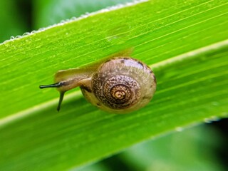 macro bush snail or Asian tramp snail (Bradybaena similaris)