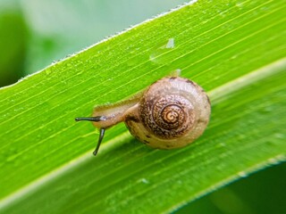 macro bush snail or Asian tramp snail (Bradybaena similaris)