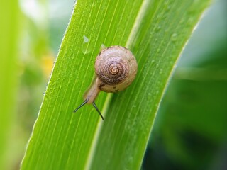macro bush snail or Asian tramp snail (Bradybaena similaris)
