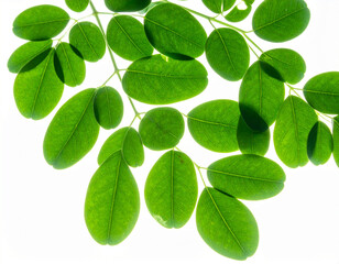 Fototapeta premium Vibrant Green Backlit Leaves on White Background, Fresh Botanical Detail.