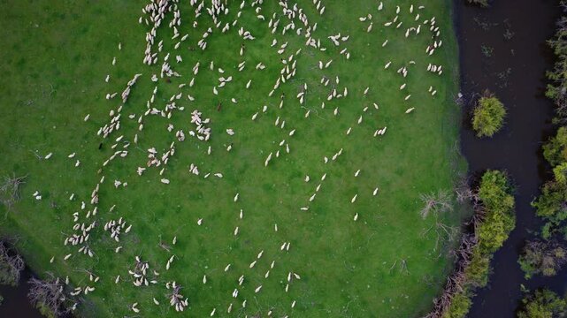 Sheep grazing on the grassland