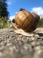 snail on the road