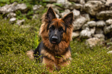 Longhaired Old German Shepherd with tan black coat lies relaxed on grass, calm and attentive outdoor portrait.