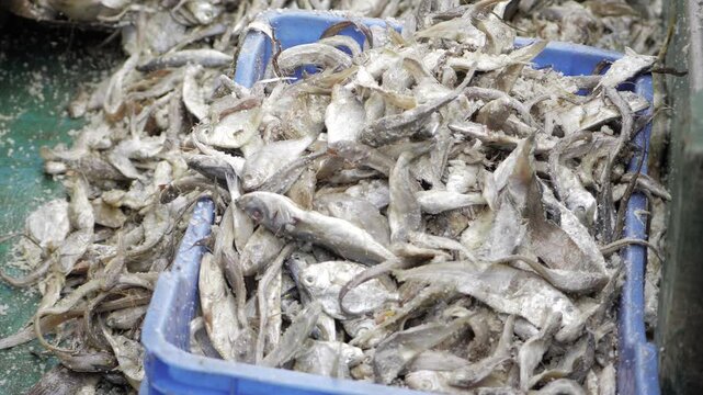 Fish Market - Fresh Seafood Delight