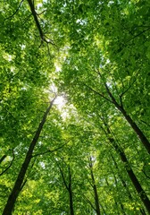 Fototapeta premium A lush, dense canopy of bright green deciduous leaves illuminated by shafts of sunlight filtering down through the forest above, surface, forest, emerald