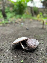 Side view of mushrooms on soil with blurred green background, focus on natural textures and tones.