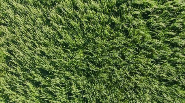 Aerial video captures lush green grass swaying in the wind, creating a mesmerizing, natural pattern from a top-down angle. Live desktop wallpaper.