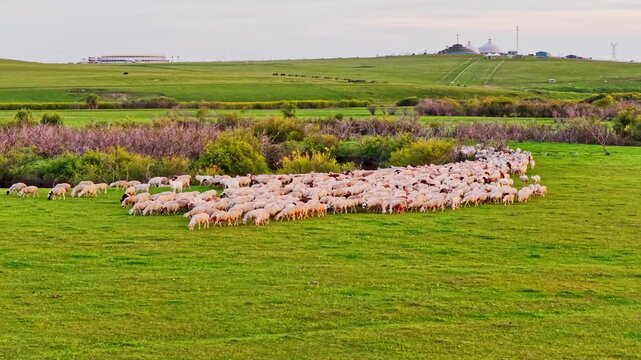 Sheep grazing on the grassland