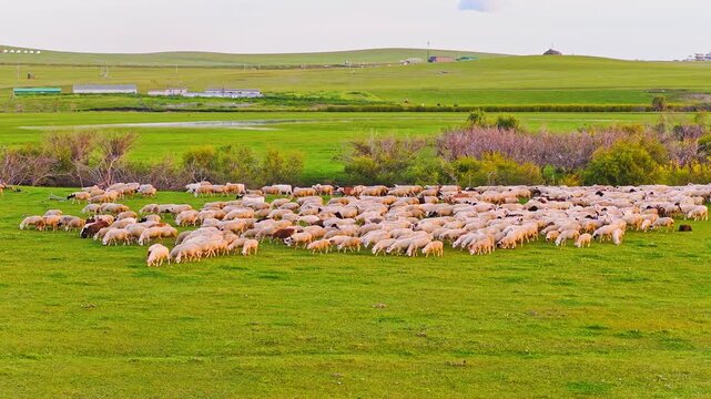 Sheep grazing on the grassland