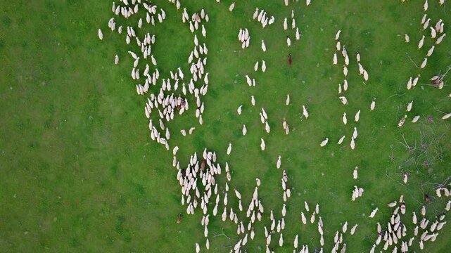 Sheep grazing on the grassland