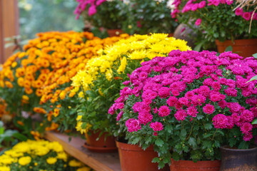Rows of yellow, orange, pink, and white chrysanthemums blooming on wooden greenhouse shelves surrounded by lush green leaves during autumn season. Gardeing hobby, plant breeding, decorative garden
