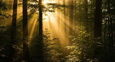 Fototapeta premium Golden sunbeams pierce dense emerald canopy, creating atmospheric, natural light effects within the deep forest ,natural ,rays ,vibrant