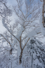 冬のオロフレ峠