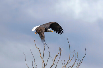 eagle in flight