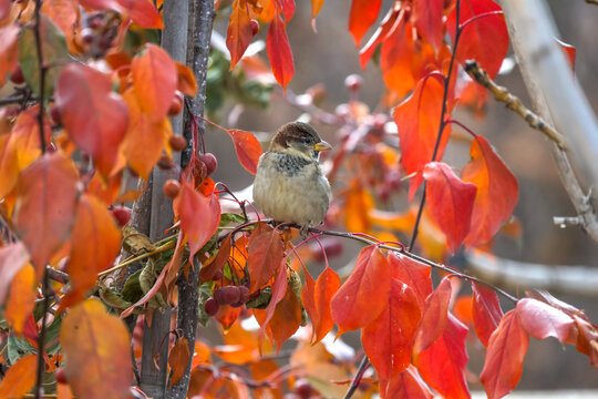 A House Sparrow and colourful leaves