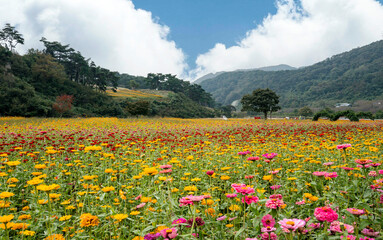 울긋불긋 가을꽃이 아름답게 핀 드넓은 꽃밭